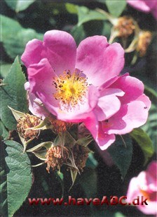 Complicata Gallica-roser er mindre, spinkle, men særdeles hårdføre buske med mange og små torne. Blomsterne har som regel kraftige farver og remonterer ikke. Sommerblomstrende. Se mere her...