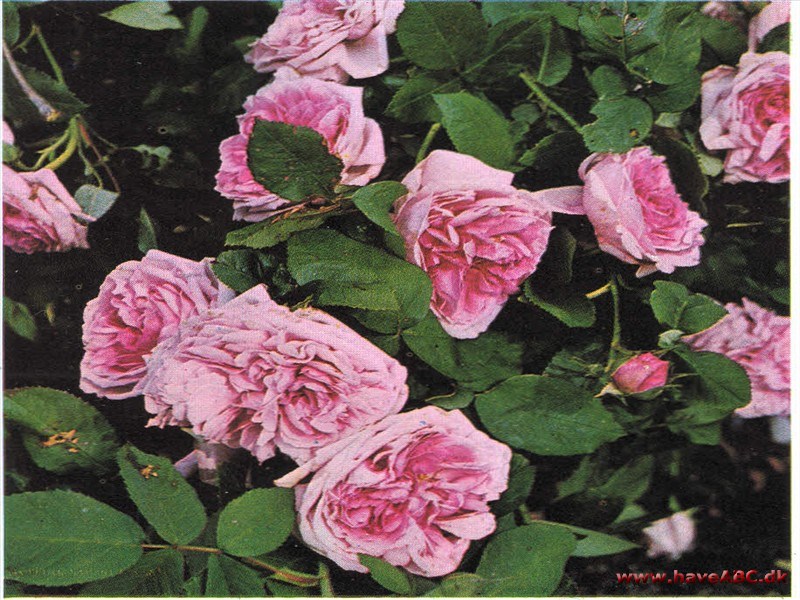 De meget fyldte, stærkt duftende og flade blomster er pink med anstrøg af lilla og udvikles i juni. Der kan forventes en remontering af blomster senere på sommeren. Se mere her ...