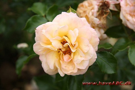 Concerto - Bagatelle Rose Garden