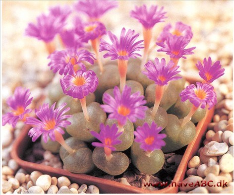 Conophyfum Conophyfum