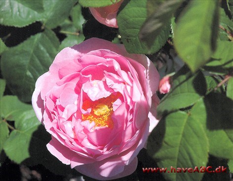Constance Spry De sart pink, store, fyldte, skålformede, noget duftende blomster er samlet i stande. De udvikles i ...Se mere her ...