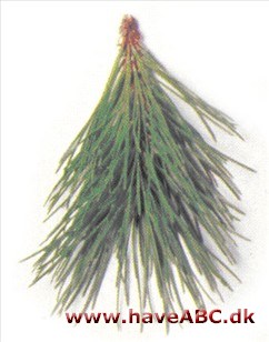 Contortafyr, Klitfyr - Pinus contorta