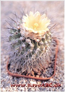 Copiapoa humilis Copiapoa humilis