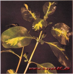 Coprosma baueri Coprosma baueri
