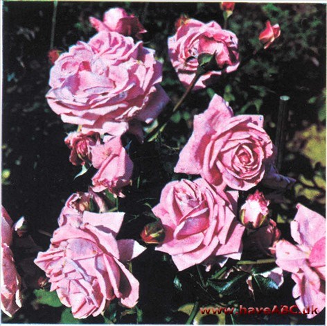 Coral Dawn Coral Dawn