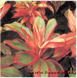 Cordyline fruticosa syn. Cordyline og Dracaena terminalis Cordyline fruticosa syn. Cordyline og Dracaena terminalis