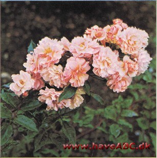 Tæt, bred busk med store klaser af ret små blomster, koralrøde eller abrikosfarvede i knop, senere abrikos­rosa, og med en fin moskusduft. 