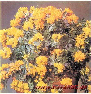 Coronilla glauca Coronilla glauca