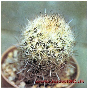 Coryphantha echinus