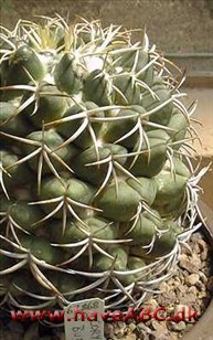 Coryphantha Coryphantha