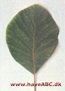 Cotinus obovatus, syn. Cotinus americanus Cotinus obovatus, syn. Cotinus americanus