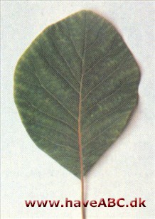 Cotinus obovatus, syn. Cotinus americanus