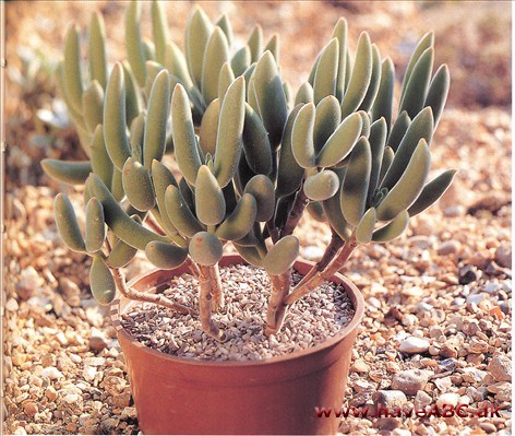 Cotyledon Cotyledon