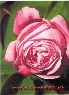 En rose, som holder ejeren ung, hvis man funderer lidt over navnets betyd­ning. Hebe, ungdommens gudinde i ­græsk mytologi, bød Olympens guder drikke hendes skål med nektar og am­brosia, for at ...
