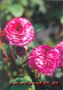 Cramoisi Picote Gallica-roser er mindre, spinkle, men særdeles hårdføre buske med mange og små torne. Blomsterne har som regel kraftige farver og remonterer ikke. Sommerblomstrende. Se mere her...