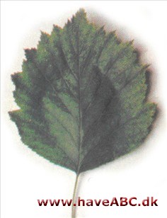 Crataegus mollis Crataegus mollis