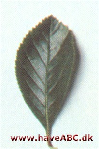 Crataegus x prunifolia