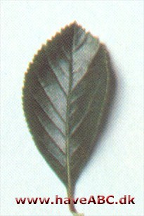 Crataegus x prunifolia Crataegus x prunifolia