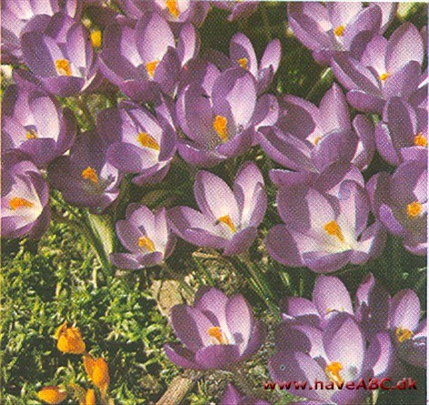 Crocus se krokus