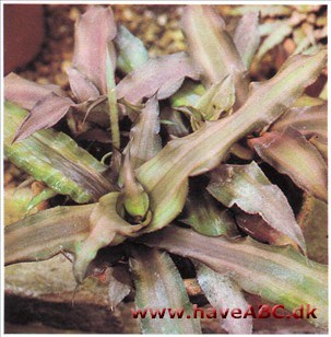 Cryptanthus bivittatus