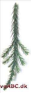 Cryptomeria - Cryptomeria japonica Cryptomeria - Cryptomeria japonica