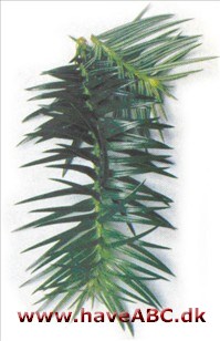 Cunninghamia - Cunninghamia lanceolata