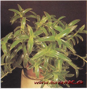 Cyanotis somaliensis Cyanotis somaliensis