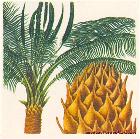 Cykas - Cycas