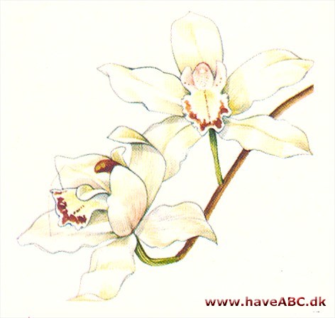 Cymbidium - Cymbidium Cymbidium - Cymbidium