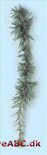 Cypernceder - Cedrus libani var. brevifolia