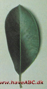 Cypriotisk jordbærtræ - Arbutus andrachne