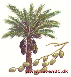 Daddelpalme - Phoenix dactylifera Daddelpalme - Phoenix dactylifera