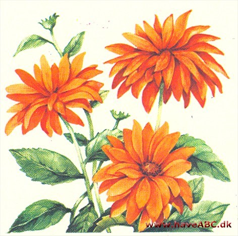 Dagøje - Heliopsis helianthoides Dagøje - Heliopsis helianthoides