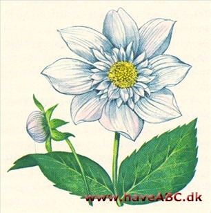Dahlia - Dahlia hybrida