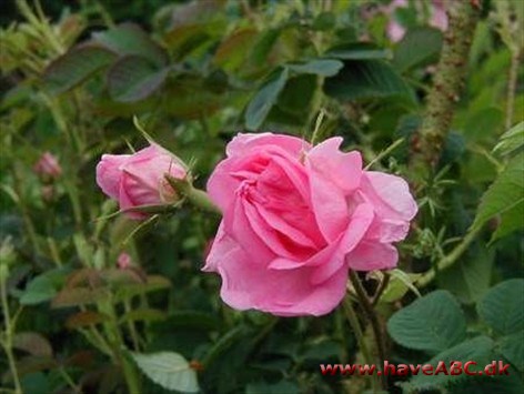 Damascenerrose - Rosa damascena