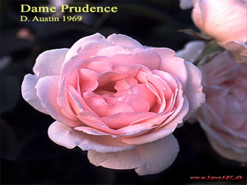 Dame Prudence