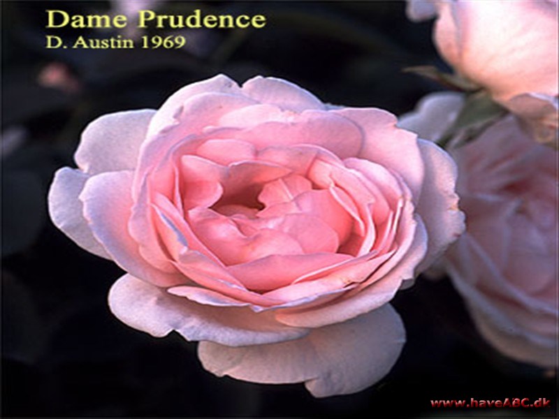 Dame Prudence Dame Prudence