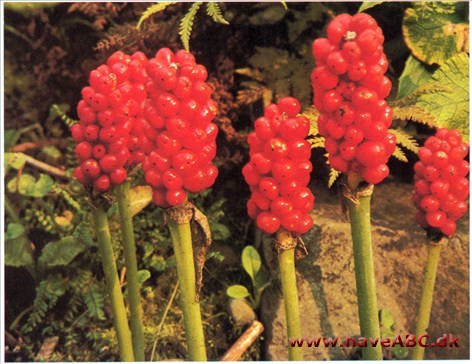 Dansk ingefær (aronsstav) - Arum maculatum