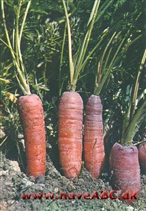 Daucus carota se gulerod