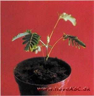 Den følsomme Mimose - Mimosa pudica