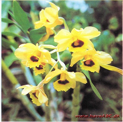 Dendrobium aureum syn. heterocarpum Dendrobium aureum syn. heterocarpum