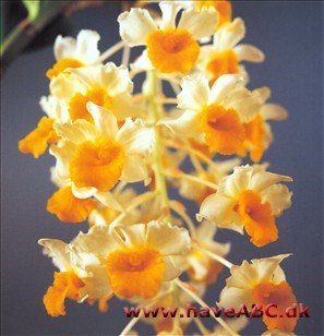 Dendrobium thyrsiflorum Dendrobium thyrsiflorum