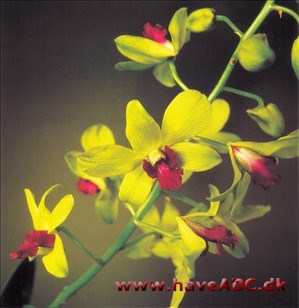 Dendrobium Tongchai Gold