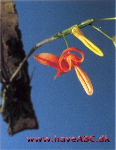 Dendrobium unicum