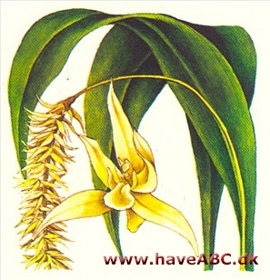 Dendrochilum - Dendrochilum