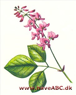 Desmodiunl - Desmodium canadense