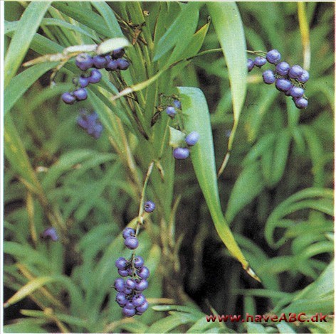 Dianella tasmanica Dianella tasmanica