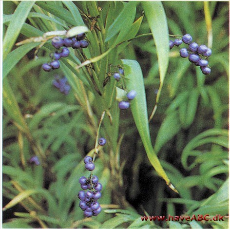 Dianella tasmanica