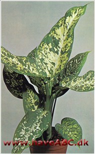 Dieffenbachia † Dieffenbachia †
