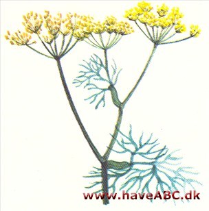 Dild - Anethum graveolens Dild - Anethum graveolens